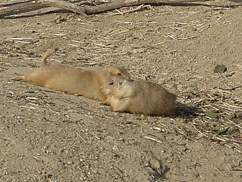 Prarie Dogs 1.jpg